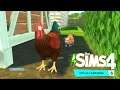 The Sims 4 VITA IN CAMPAGNA |#eagamechangers UOVA ARCOBALENO E..LA VOLPE mi HA MANGIATO IL GALLO! #3