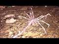 Motion activated facehugger Test