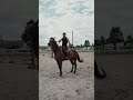 #shorts #shortsbeta #horse #horseriding horse riding #horses #jumping #animals #farmhouse #farm #fly