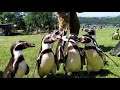 Welsh Mountain Zoo Penguins