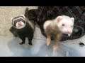 DGA Vlogs: Chillin' With The Ferrets