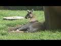 Twycross Zoo - Kangaroo