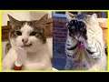 Make Your Day More Interesting By Watching These FUNNY PETS😂