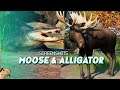 Moose & Alligator - Planet Zoo Screenshot Update