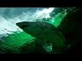 Shark encounter in San Diego