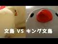 文鳥 vs キング文鳥　Java Sparrow VS King Java Sparrow