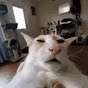 Mr_Cat526