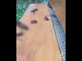Bees attempt on flying in slow motion