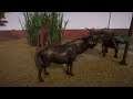Planet Zoo (PC)(English) #79 6 Minutes of Black Wildebeest