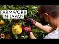 Arbeiten auf einer JAPANISCHEN Farm -- Farmwork and Travel in Japan (Reportage)