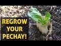HOW TO REPLANT REGROW PECHAY / BOKCHOY? DON'T THROW IT! #shorts