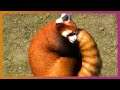 π¦ Red Panda & Beta Plans | Planet Zoo Update