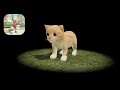 Cat Sim Online: Play with Cats #1 (Gameplay Android, iOS)