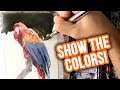 Show the Colors! Watercolor Parrot
