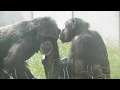 Twycross Zoo - Chimpanzees