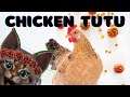 Dress up your Chicken with a Tutu - Bizarre Amazon Finds