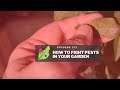 Urban Gardening #3 - How to Fight Pests in Your Garden