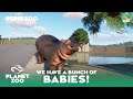 Baby Time - Ruhr Zoo - Planet Zoo Franchise Episode 9