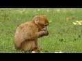 Relaxing Monkey Eating Compilation
