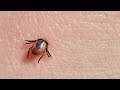 Are Ticks Turning Predatory?