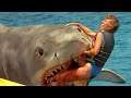 The Shark Scale: Jaws: The Revenge (Jaws 4)