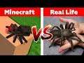 MINECRAFT SPIDER IN REAL LIFE! Minecraft vs Real Life animation