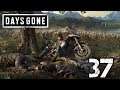 Gonna Need Some TNT-Let's Play Days Gone Part 37