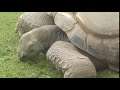 Twycross Zoo - another Giant Tortoise