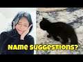 Perfect Name Suggestions for Miyoung's Cat