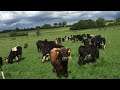 DAIRY BEEF STATISTICS AND GENETIC EVALUATION