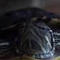 Jeffie The Turtle