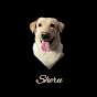 Sheru the Labrador 