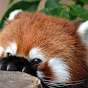 Stewpitkuma