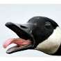 Not A Duck