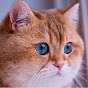 FATCATRTS