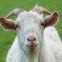 DOOM GOAT