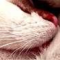 Tom Tom 81