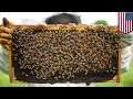 American honey bees are in danger like never before - TomoNews