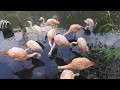 Twycross Zoo - Flamingoes