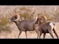 Valley of Fire Las Vegas Nevada State Park Camping | part 1 | saintcastles events