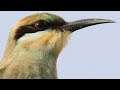 Up close with beguiling Rainbow Bee-eaters – Juveniles in Capertee Valley