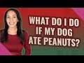 What do I do if my dog ate peanuts?