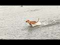 Dog Jumping In Water || #Shorts