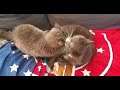 Same Blanket ...Different Day!ππ Zelda & Shadowjust love their Wonder Woman Blanket π»ππ