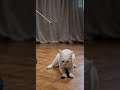 #shorts #shortsbeta #cat #cats #kitten #kittens #cute #cuteness #lovely #beautiful #viral #video
