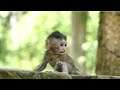 Amazing Baby Monkey Mariel Movement Jumping Up And Down Without Restrict Warning Block Any Activity.