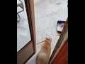 Cat wants to go outside in the cold