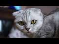 Adorable Cat Video  (Close-up) 2021