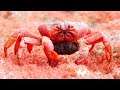 King of Crabs - Cua Tuyết Bá Đạo Của LYFP ( Snow Crab )