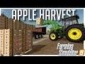 FIRST EVER APPLE HARVEST | SEASONS 19 | COUNTY LINE | FARMING SIMULATOR 19